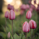 Darwinhybridtulpan ´Pink Impression´,Stora, djupt rosa blommor har en vacker sat