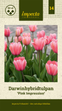 Darwinhybridtulpan ´Pink Impression´,Stora, djupt rosa blommor har en vacker sat