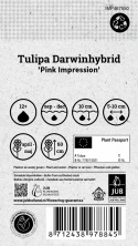 Darwinhybridtulpan ´Pink Impression´,Stora, djupt rosa blommor har en vacker sat