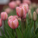 Darwinhybridtulpan ´Pink Impression´,Stora, djupt rosa blommor har en vacker sat