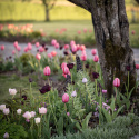 Darwinhybridtulpan ´Pink Impression´,Stora, djupt rosa blommor har en vacker sat