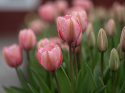 Darwinhybridtulpan ´Pink Impression´,Stora, djupt rosa blommor har en vacker sat