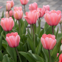 Darwinhybridtulpan ´Pink Impression´,Stora, djupt rosa blommor har en vacker sat