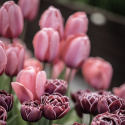 Darwinhybridtulpan ´Pink Impression´,Stora, djupt rosa blommor har en vacker sat