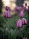 Darwinhybridtulpan ´Pink Impression´,Stora, djupt rosa blommor har en vacker sat
