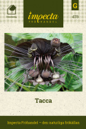 Tacca, originell växt med stora, svarta, fladdermuslika blommor