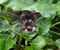 Tacca, originell växt med stora, svarta, fladdermuslika blommor