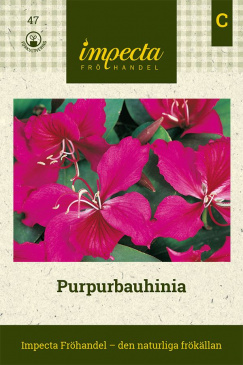 Purpurbauhinia