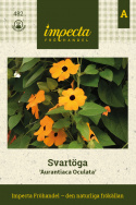 Svartöga 'Aurantiaca Oculata. Stora, orange blommor med mörk mitt, långa rankor.
