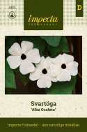 Svartöga 'Alba Oculata'. Stora, vita blommor med mörk mitt, långa rankor.