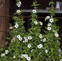 Svartöga 'Alba Oculata'. Stora, vita blommor med mörk mitt, långa rankor.