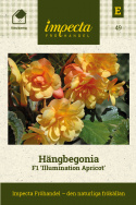 Hängbegonia F1 Illumination Apricot, glödande aprikosgula, hängande blommor