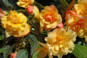 Hängbegonia F1 Illumination Apricot, glödande aprikosgula, hängande blommor