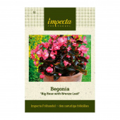 Begonia 'Big Rose with Bronze Leaf'