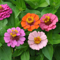 zinnia ''Thumbelina'' Lättodlad sommarblomma i vackra, klara färger. Extra låg
