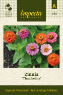 zinnia ''Thumbelina'' Lättodlad sommarblomma i vackra, klara färger. Extra låg