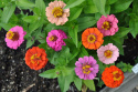 zinnia ''Thumbelina'' Lättodlad sommarblomma i vackra, klara färger. Extra låg
