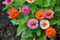 zinnia ''Thumbelina'' Lättodlad sommarblomma i vackra, klara färger. Extra låg
