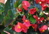 Begonia 'Big Red with Green Leaf'