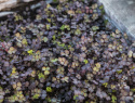 Slät Taggpimpinell ''''Purpurea''''
