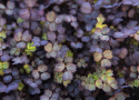 Slät Taggpimpinell ''''Purpurea''''