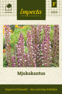 Mjukakantus, Violettrosa blomspiror. Vacker bakgrundsväxt i rabatter