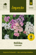 Röllika ''Colorado'', Täta blomsamlingar i toner av lila, rosa, gult och vitt.
