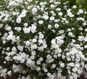 Vitpytta ''''Marshmallow''''