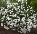 Vitpytta ''''Marshmallow''''