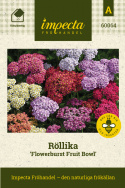 Röllika 'Flowerburst Fruit Bowl', Härdig perenn som blommar fint redan första året.