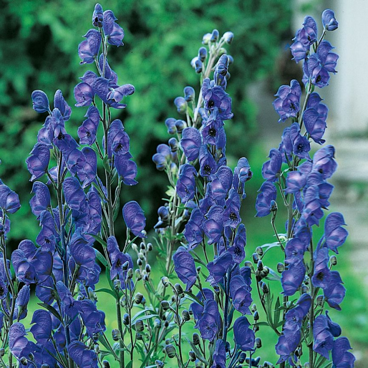 Äkta stormhatt, Djupt blå, höga blomställningar. Anspråkslös blomma.