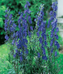 Äkta stormhatt, Djupt blå, höga blomställningar. Anspråkslös blomma.