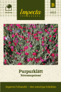 Purpurklätt 'Astrosanguinea', purpurröda, enkla nejlikliknande blommor