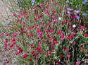 Purpurklätt 'Astrosanguinea', purpurröda, enkla nejlikliknande blommor
