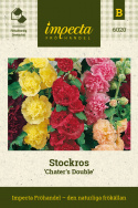 Stockros 'Chaters's Double', Stora, heldubbla blommor längs höga stjälkar