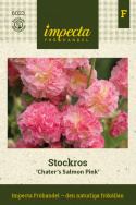Stockros 'Chaters Salmon Pink', extra dubbla blommor i laxrosa till aprikos