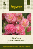 Stockros 'Chaters Salmon Pink', extra dubbla blommor i laxrosa till aprikos