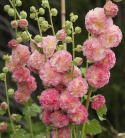 Stockros 'Chaters Salmon Pink', extra dubbla blommor i laxrosa till aprikos