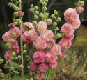 Stockros 'Chaters Salmon Pink', extra dubbla blommor i laxrosa till aprikos