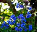 Italiensk Oxtunga 'Dropmore', mängder av blommor i lysande blått, mörkt bladverk
