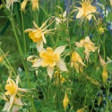 Guldakleja 'Yellow Star', Ljust guldgula, långsporriga blommor med underbar doft