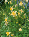 Guldakleja 'Yellow Star', Ljust guldgula, långsporriga blommor med underbar doft