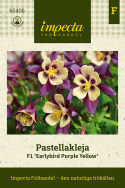 Pastellakleja F1 ''Earlybird Purple Yellow'', purpurvioletta och gula blommor.