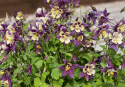 Pastellakleja F1 ''Earlybird Purple Yellow'', purpurvioletta och gula blommor.