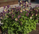 Pastellakleja F1 ''Earlybird Purple Yellow'', purpurvioletta och gula blommor.