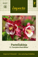 Pastellakleja F1 ''Earlybird Red White'', hallonröda blommor med vitt svalg.