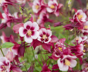 Pastellakleja F1 ''Earlybird Red White'', hallonröda blommor med vitt svalg.