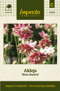 Akleja 'Nora Barlow' är en märklig äldre kultivar med flerdubbla blommor.