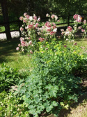 Akleja 'Nora Barlow' är en märklig äldre kultivar med flerdubbla blommor.