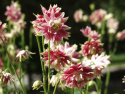 Akleja 'Nora Barlow' är en märklig äldre kultivar med flerdubbla blommor.